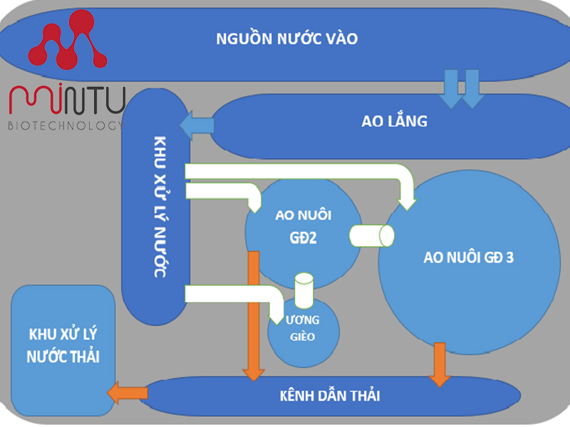 Mô hình nuôi tôm 3 giai đoạn
