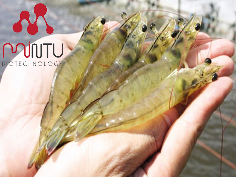 Tôm chất lượng